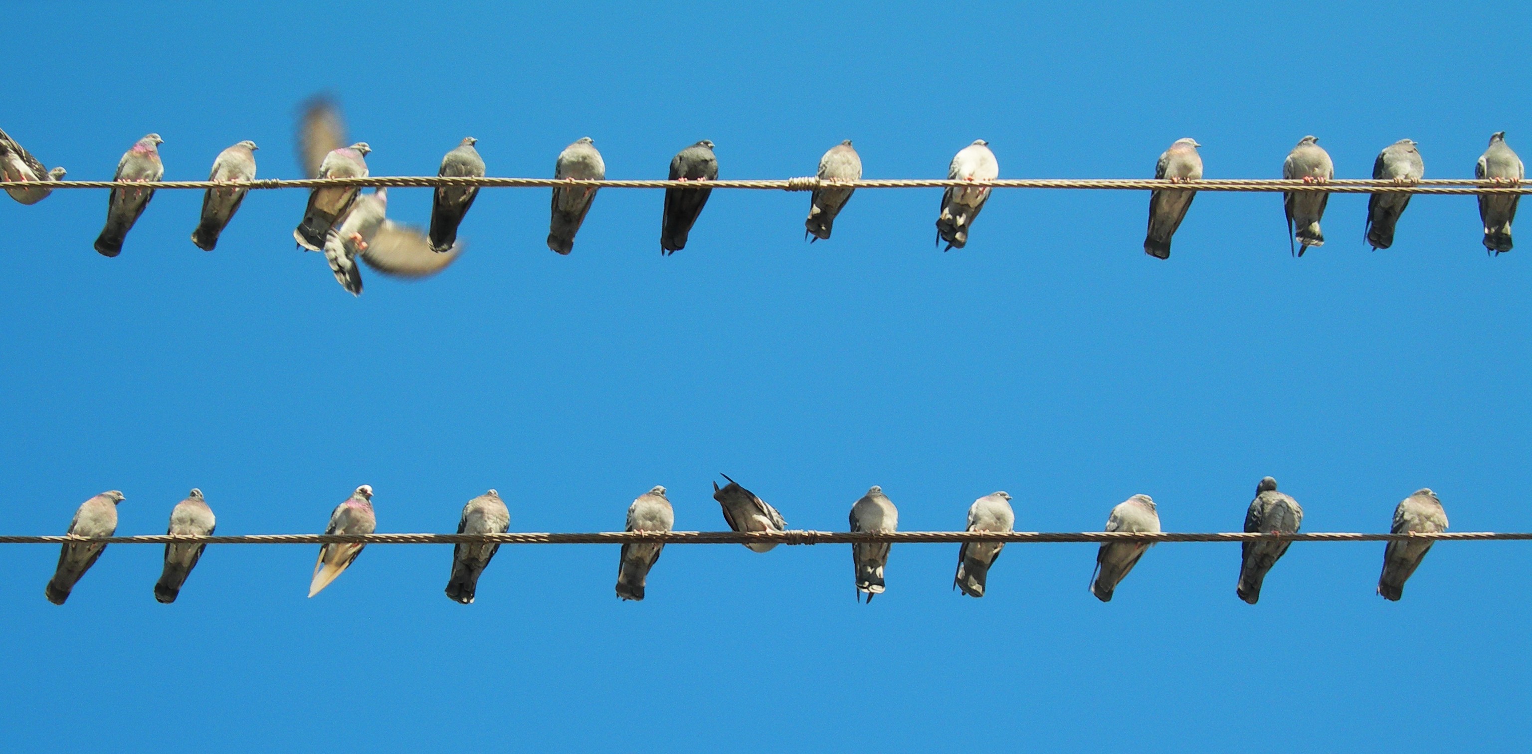 Miksi minä olen kveekari?